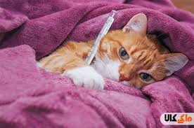 بیماری های گربه